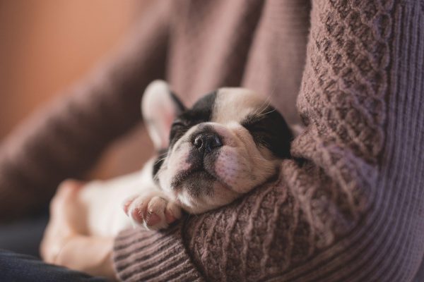 Een fijne slaapplek voor je puppy